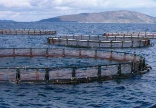 Economie : Aquaculture : Encourager les complexes touristiques thermaux à  utiliser les techniques des bassins de poissons chirurgiens