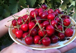 d-miliana-ain-defla-grande-affluence-lors-de-la-fete-des-cerises-a8044